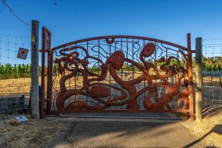 Agriculture,  Mount Veeder road, Napa, CA 94558 - 14