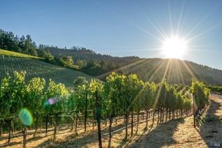 Agriculture,  Mount Veeder road, Napa, CA 94558 - 15