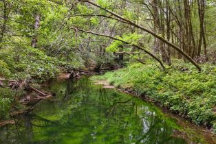 Single Family Residence,  Bohemian highway, Occidental, CA 95465 - 45