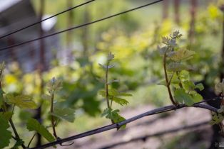 Agriculture,  Bonneau road, Sonoma, CA 95476 - 3