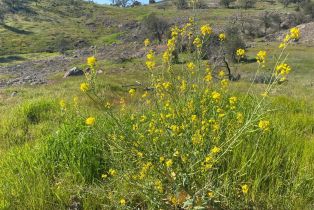 Agriculture,  Chimney Rock road, Napa, CA 94558 - 37