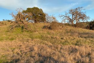 Agriculture,  Chimney Rock road, Napa, CA 94558 - 31