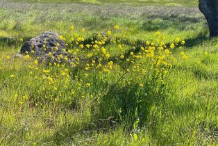 Agriculture,  Chimney Rock road, Napa, CA 94558 - 35