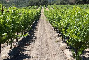 Agriculture,  Franz Valley road, Calistoga, CA 94515 - 26