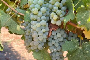 Agriculture,  Franz Valley road, Calistoga, CA 94515 - 18