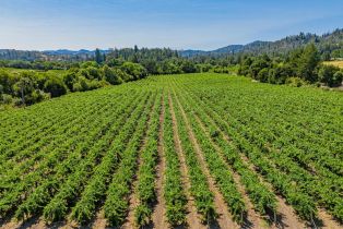 Agriculture,  Franz Valley road, Calistoga, CA 94515 - 12