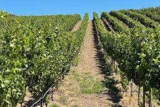 Agriculture,  Franz Valley road, Calistoga, CA 94515 - 19