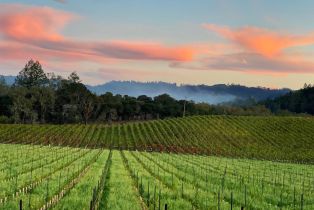 Agriculture,  Franz Valley road, Calistoga, CA 94515 - 32