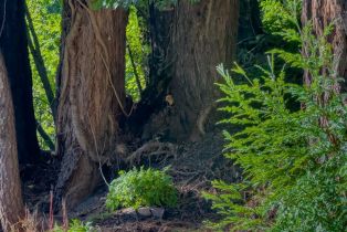 Single Family Residence,  Guernewood lane, Russian River, CA 95446 - 29