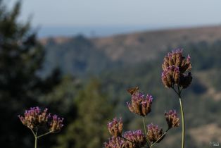 Single Family Residence,  Fitzpatrick lane, Occidental, CA 95465 - 48