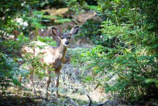 Co-Ownership,  Headlands Close, #4 none, Sea Ranch, CA 95497 - 10