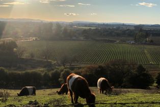 Agriculture,  Foster road, Napa, CA 94558 - 11