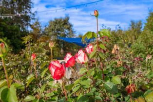 Single Family Residence,  Occidental road, Santa Rosa, CA 95401 - 49