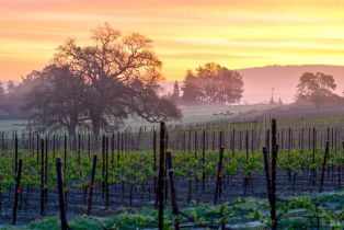 Single Family Residence,  5th street, Petaluma, CA 94952 - 37