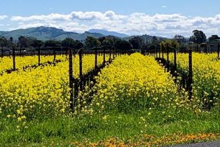 Single Family Residence,  Cuttings Wharf road, Napa, CA 94559 - 69