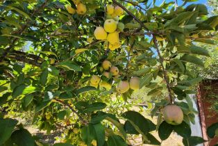 Single Family Residence, Summit Lake drive, Angwin, CA 94508 - 71