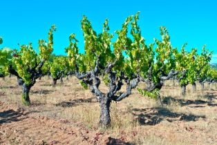 Single Family Residence, Dutcher Creek road, Cloverdale, CA 95425 - 27