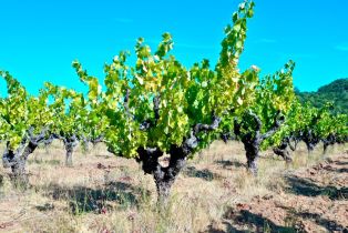 Single Family Residence, Dutcher Creek road, Cloverdale, CA 95425 - 70