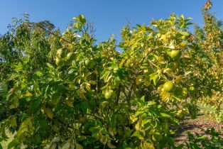 Single Family Residence, Balverne lane, Windsor, CA 95492 - 55