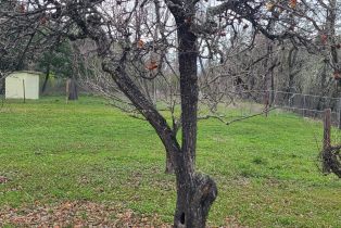 Residential Income, White Cottage road, Angwin, CA 94508 - 9