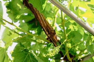 Single Family Residence, 706 Winnie way, Arcadia , CA 91006 - 29