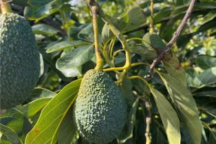 Single Family Residence, 43650 La Cruz dr, Temecula, CA 92590 - 73