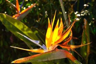 Single Family Residence, 522 Indiana ave, Venice, CA 90291 - 33