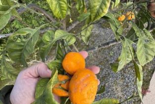 Single Family Residence, 743 San Mario dr, Solana Beach, CA 92075 - 36