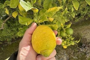 Single Family Residence, 743 San Mario dr, Solana Beach, CA 92075 - 37