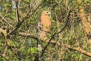 Single Family Residence, 38510 Calle De Lobo, Murrieta, CA 92562 - 51