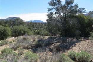 Land, 155 Lot #155 Buckthorn, Mountain Center, CA  Mountain Center, CA 92561