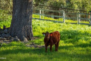 Single Family Residence, 3570 Woodstock rd, Santa Ynez, CA 93460 - 53