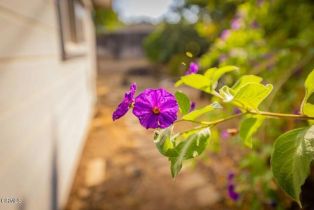 Single Family Residence, 1111 Mariano dr, Ojai, CA 93023 - 12