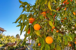 Single Family Residence, 221 7th st, Santa Paula, CA 93060 - 21