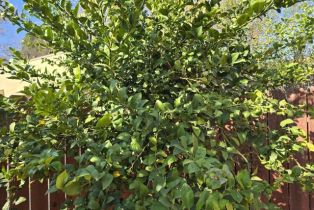 Condominium, 7317 Unicorn cir, Ventura, CA 93003 - 22