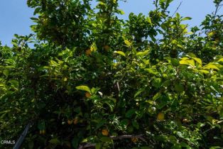 , 6790 Worth way, Camarillo, CA 93012 - 10